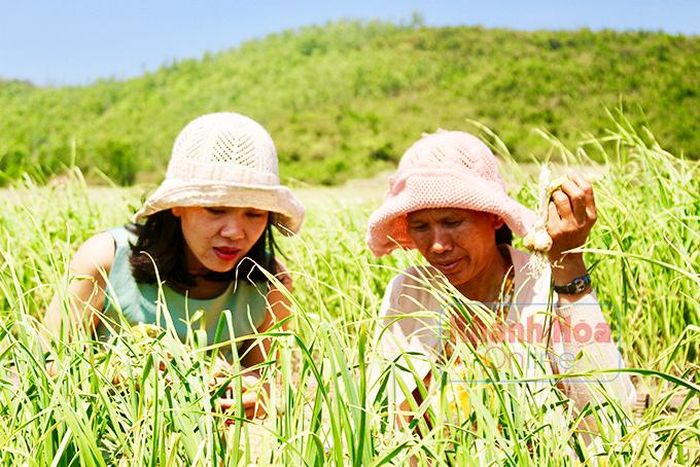 Chị Hà tư vấn cho nông dân về kỹ thuật trồng tỏi đạt chuẩn. 