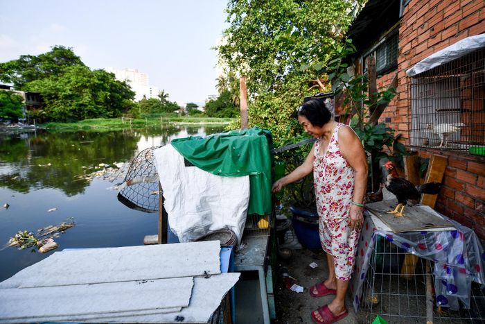  Bà Lê Thị Thanh đang cho đàn gà phía sau nhà ăn. Bà cho biết trước đây nước rạch Xuyên Tâm còn trong, trẻ con quanh vùng rủ nhau xuống tắm mỗi chiều. "Vài năm trở lại đây dân cư khu vực này ngày một đông đúc, nhiều người xả rác xuống rạch nên tình trạng ô nhiễm mới xảy ra", bà Thanh chia sẻ. 