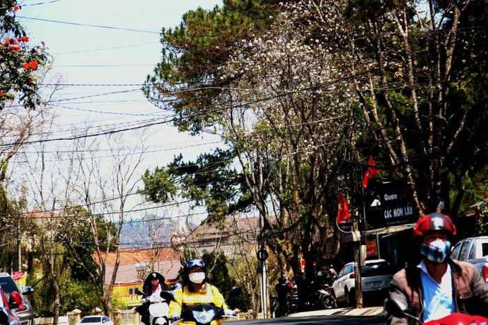 Hoa ban điểm tô cho những con phố Đà Lạt nên thơ hơn.