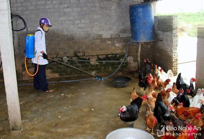 Phun tiêu độc khử trùng hạn chế sự lây lan của vi rút. Ảnh: Q.A