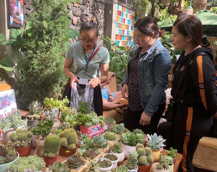 Tại chương trình, người dân được tư vấn cách trồng và chăm sóc sen đá, xương rồng. Ảnh: Phương Linh