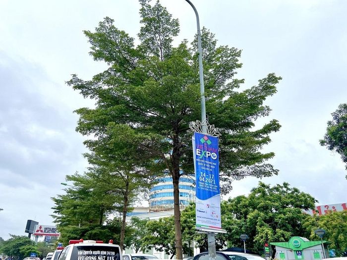 Cây bàng lá nhỏ là loại cây thích hợp để trồng trong không gian đô thị.