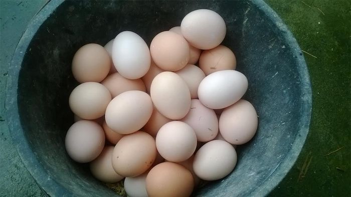 Trứng gà trộn với sữa đặc ăn có thể nở ngực.