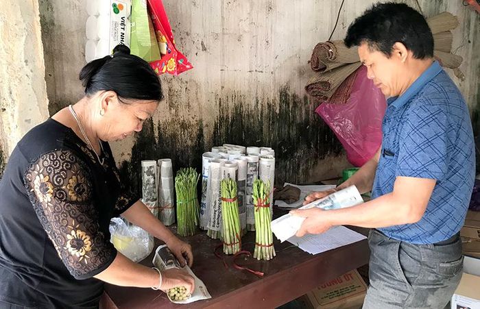 Măng tây được sắp xếp, đóng gói ngay sau khi thu hái.