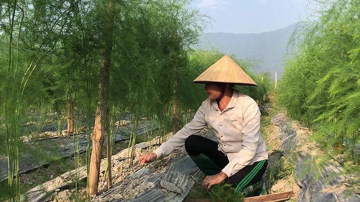 Chăm sóc cho các khóm măng đang trong giai đoạn thu hoạch.