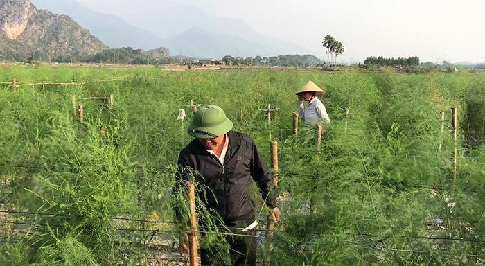 Người dân xã Thiện Kế thu hoạch măng tây vào sáng sớm, thời điểm măng cho phẩm chất và dinh dưỡng cao nhất..