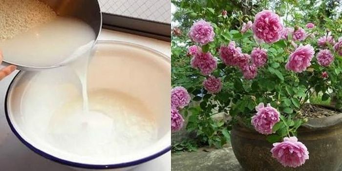 Đặt thùng nước vào chỗ có ánh nắng mặt trời. Cứ để như vậy chừng 2 tháng đến khi dung dịch chuyển màu đen thì bạn có thể dùng để tưới hoa. Loại nguyên liệu nhà bếp này được đánh giá rất tốt cho cây trồng bởi chúng có tỉ lệ cân đối giữa nito, phốt pho và kali. Sau khi lên men, nó phù hợp với hầu hết các loại cây trồng. Đặc biệt, những loại cây ưa chua sẽ phát triển vượt trội mà không lo vàng lá.