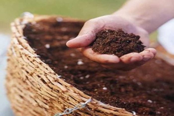 Các nhà thực vật cho biết, so với phân bón, 4 loại nguyên liệu nhà bếp này tốt hơn gấp vạn lần. Nếu như bón phân quá mức có thể làm cháy rễ thì loại nước tưới lên men trên lại gần như không gây nguy hại. Ảnh: Internet.