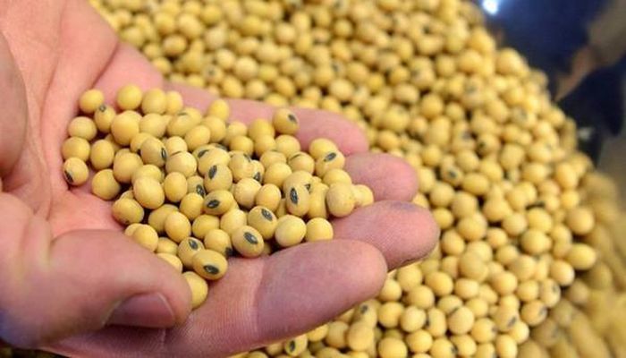 Nước đậu nành. Đậu nành nguyên liệu bạn có thể nghiền nát hoặc để nguyên cho vào thùng lớn, đậy kín rồi đem phơi nắng.