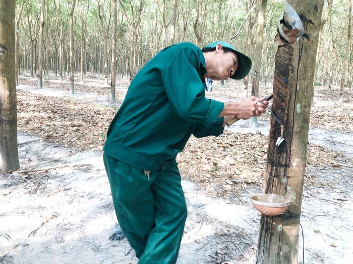 Công nhân uốn thân theo chiều vòng cạo để đạt tốc độ nhanh, cạo được nhiều mủ. Ảnh: THANH HẢI