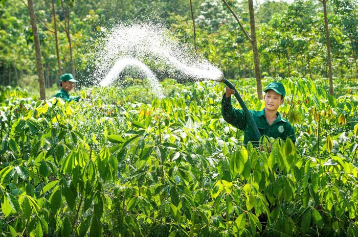 Nhiều vườn cao su liên kết với các doanh nghiệp trồng xen canh cây dược liệu để sử dụng đất hiệu quả. Ảnh: THANH HẢI