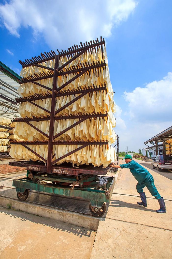 Sản xuất, chế tạo găng tay từ mủ cao su. Ảnh: BÌNH MINH