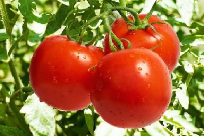 Cà chua không bị chìm. Nếu có xô nước bên cạnh, bạn thử đặt cà chua vào đó để kiểm tra. Những quả không bị chìm thường rất khô, hương vị dở tệ. Không nói đến việc thưởng thức trực tiếp, chế biến loại cà chua này cũng khó ngon.