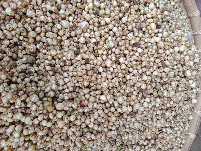 Hành tăm - đặc sản của xứ Nghệ. (Ảnh: Châu Giang)