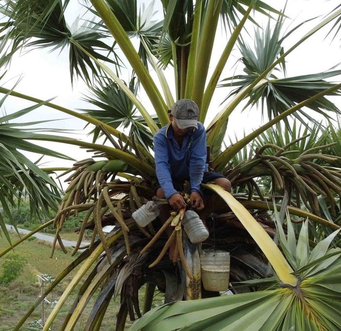  Trên ngọn cây thốt nốt cái có nhiều vòi hoa, người ta thường cắt vòi hoa rồi dùng thanh tre kẹp lại, buộc ống vào đầu cụm hoa để hứng nước. (Ảnh: Vũ Sinh/TTXVN) 