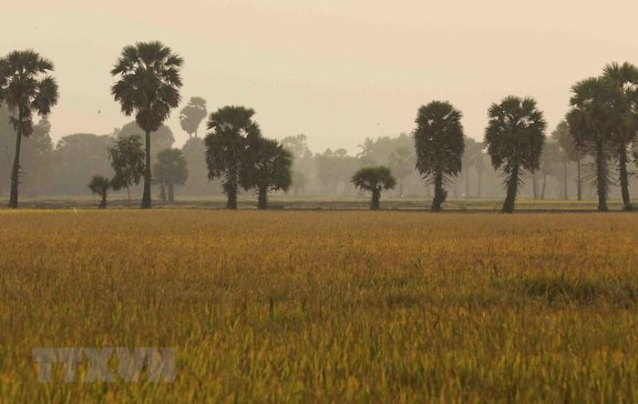  Hàng cây thốt nốt xanh rì, vươn cao mình giữa cánh đồng thoang thoảng mùi lúa mới. (Ảnh: Phạm Hậu/TTXVN) 