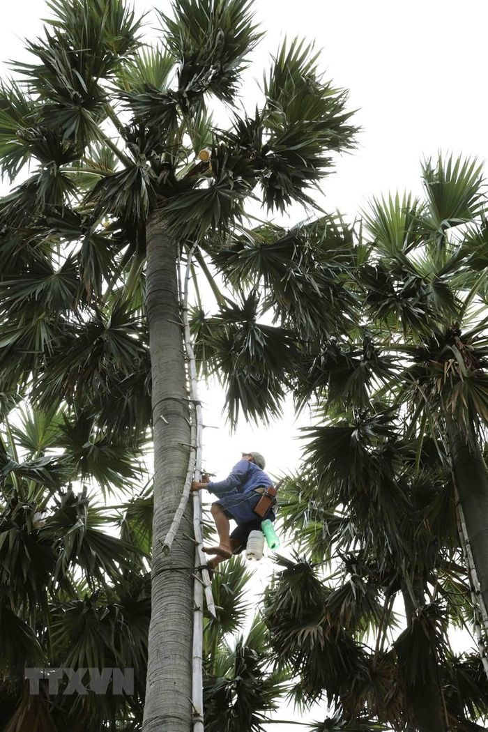  Nghề trèo cây thốt nốt được gọi là nghề "ăn cơm dưới đất, làm việc trên trời" đòi hỏi sức khỏe và sự chịu khó. (Ảnh: Phạm Hậu/TTXVN) 
