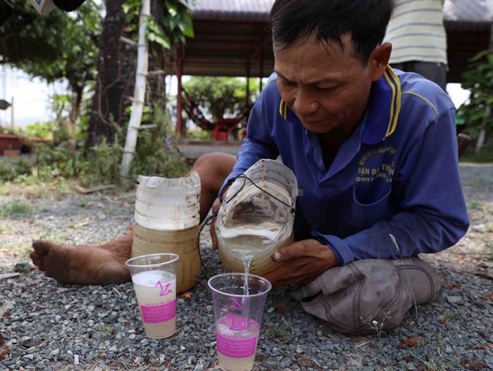  Nước thốt nốt không lấy từ trái, mà được thu hoạch từ vòi hoa trên cây. Nước có vị ngọt dịu nhẹ, ăn kèm múi thốt nốt màu trắng đục, thơm dẻo, có vị béo, không cần cho thêm đường, đá vẫn tạo cảm giác mát lành, là món giải khát rất tốt và bổ dưỡng. (Ảnh: Vũ Sinh/TTXVN) 