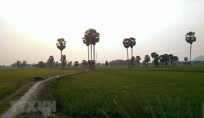  Hàng cây thốt nốt nguy nga giữa những cánh đồng xanh mướt rộng lớn ở Tịnh Biên. (Ảnh: Phạm Hậu/TTXVN) 