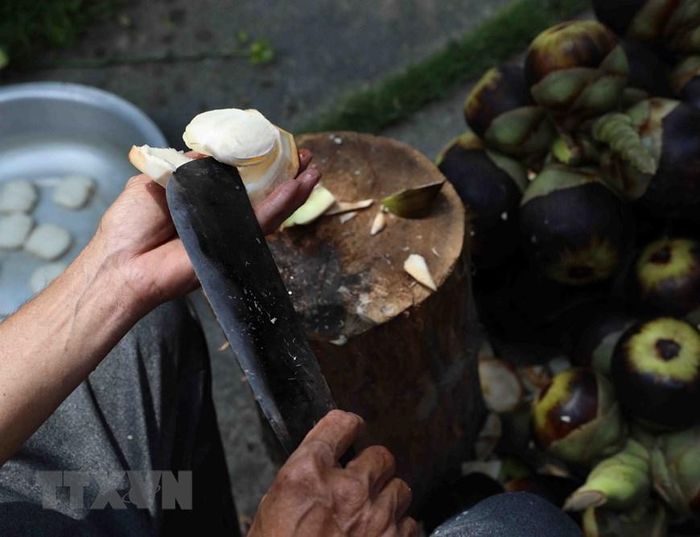  Cơm thốt nốt (cùi) dùng để ăn cùng với nước lấy từ vòi hoa thốt nốt là món giải khát rất tốt và bổ dưỡng. (Ảnh: Vũ Sinh/TTXVN) 