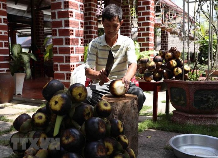  Cơm thốt nốt (cùi) dùng để ăn cùng với nước lấy từ vòi hoa thốt nốt là món giải khát rất tốt, bổ dưỡng. (Ảnh: Vũ Sinh/TTXVN) 