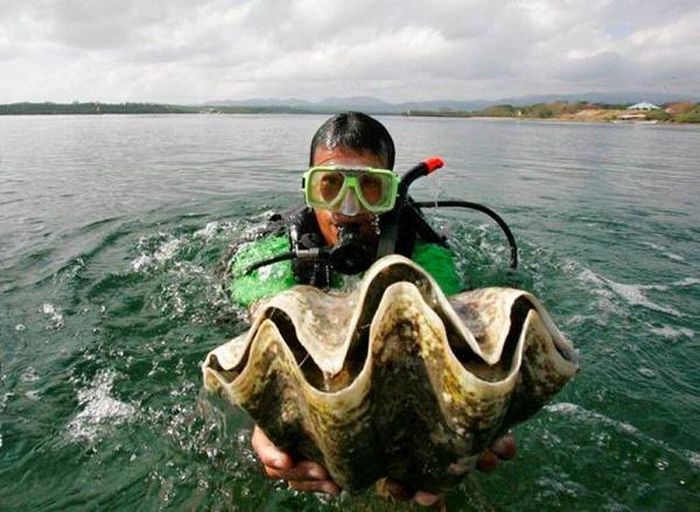 Khi tìm thấy một rặng san hô ở vùng nước nông, các ngư dân sẽ dùng các thuyền nhỏ kéo qua kéo lại phần chân vịt của động cơ phía ngoài, vốn được gia cố bằng đồng, dọc theo rặng san hô cho tới khi vỏ sò tai tượng lộ ra.