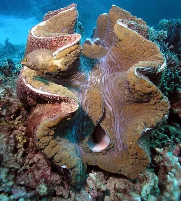 Sò tai tượng có tên khoa học là Tridacna gigas, được phát hiện năm 1521. Chúng thường được tìm thấy ở độ sâu khoảng 20m quanh các rạn san hô ở vùng nước ấm Ấn Độ Dương và Nam Thái Bình Dương. Philippines là nước chiếm phần lớn lượng sò tai tượng trên thế giới