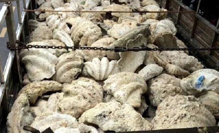 Chính giá trị về kinh tế cao đã khiến loài động vật này bị thu hoạch quá mức và suy giảm nghiêm trọng về số lượng.