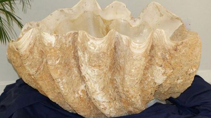 "Bắt sò tai tượng khỏi môi trường sống tự nhiên là hoạt động phạm pháp", Jovic Fabello, phát ngôn viên của Hội đồng Phát triển bền vững Palawan, cho biết. "Điều này sẽ ảnh hưởng vĩnh viễn đến hệ sinh thái biển, và các thế hệ tương lai sẽ bị tước đi nguồn lợi từ biển cả".