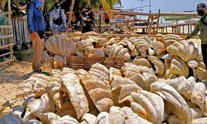 Được biết số vỏ sò này giá trị lên tới 25 triệu USD. Trước đó, vào đầu tháng 3, nhà chức trách nước này đã thu giữ 80 tấn sò tai tượng, có trị giá khoảng 3,3 triệu USD.