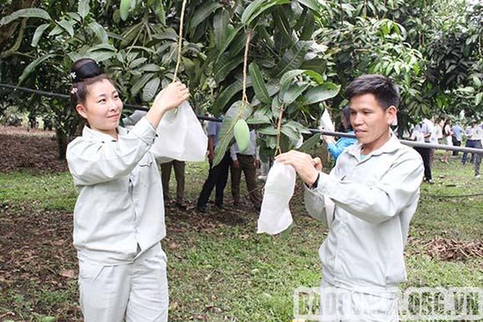 Các thành viên HTX nông nghiệp an toàn Chiềng Hặc bao trái xoài.