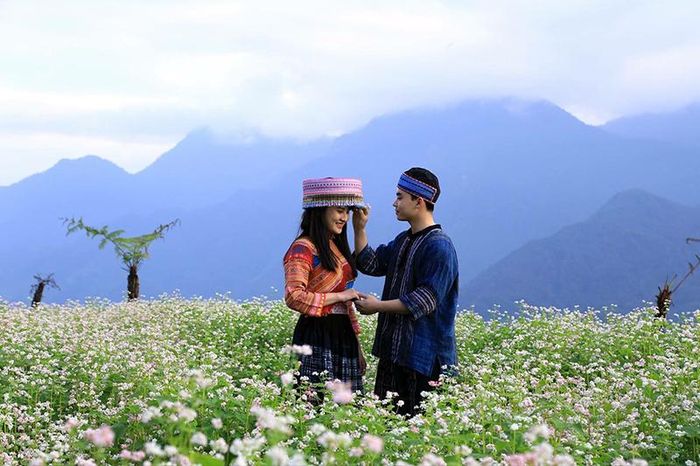 Hoa tam giác mạch