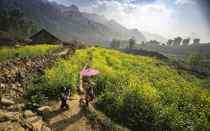 Mùa xuân bừng nở trên những triền hoa cải vàng