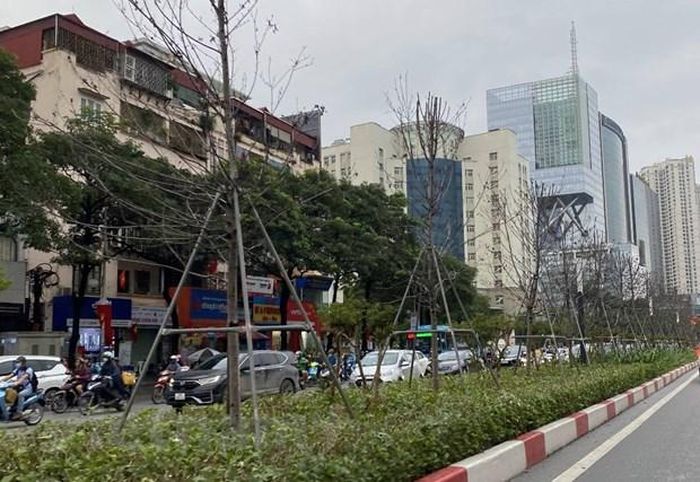 Hàng cây phong lá đỏ sống lay lắt trên tuyến phố Hà Nội. (Ảnh: Hùng Nguyễn/Vietnam+)