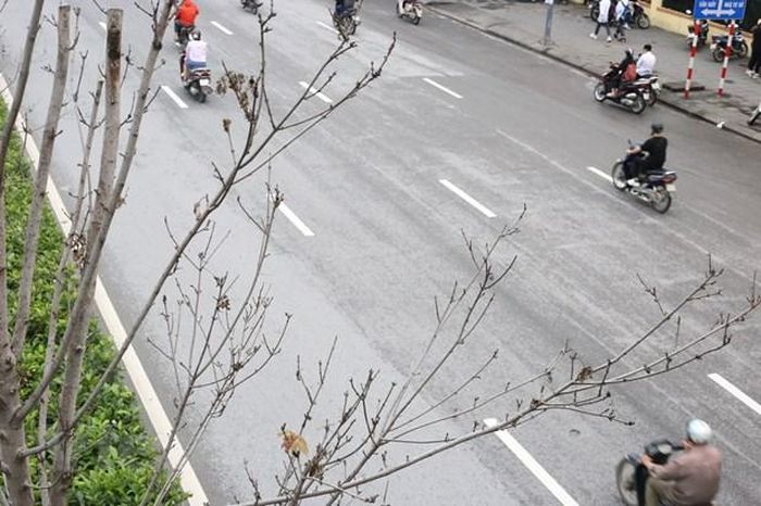 Theo giới chuyên gia, trước khi thay thế cây cần tham vấn ý kiến cộng đồng và các nhà khoa học. (Ảnh: Hùng Nguyễn/Vietnam+)