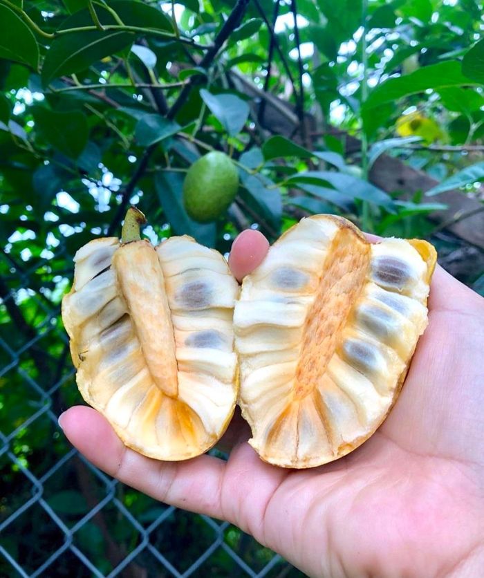 Cây bình bát còn được gọi là na xiêm. Trái có vỏ mỏng, khi chín chuyển từ màu xanh sang vàng ươm, mùi thơm thoang thoảng, vị ngọt. Đến miền Tây, du khách có dịp thưởng thức món bình bát dầm đá đường để giải nhiệt ngày hè. Ảnh: Ping.homegarden.