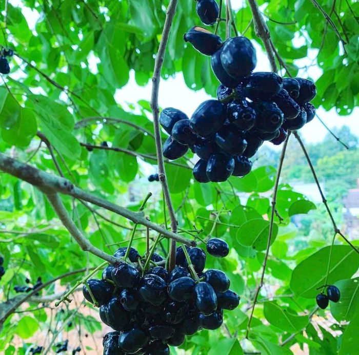 Quả trâm vốn xuất hiện từ lâu ở vùng Bảy Núi (An Giang), trong đó tập trung nhiều tại xã Núi Tô, huyện Tri Tôn. Tháng 4-7 là mùa quả trâm. Khi quả xanh có vị chua và chát. Trái chín màu tím sẫm, vị ngọt, hơi chua và chát nhẹ. Người miền Tây thường hái trái trâm chín, chấm cùng muối ớt để ăn chơi. Đặc biệt, khi thưởng thức bạn phải tách rời quả khỏi cuống để quả không có vị đắng. Ảnh: Vuoncuatia.