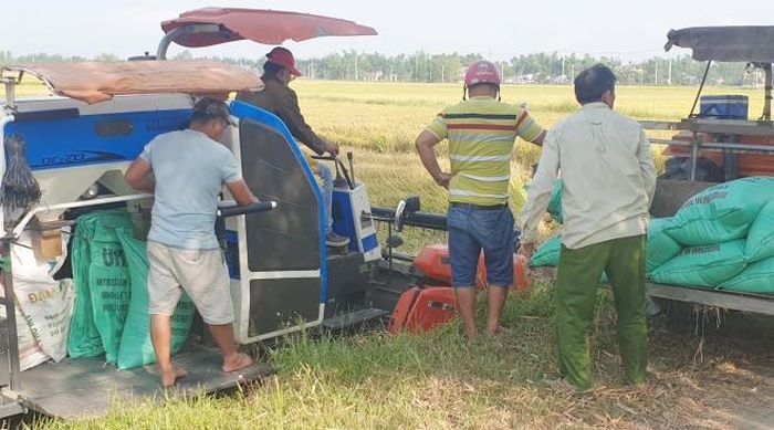 Nông dân thôn An Trạch (xã Hòa Tiến, huyện Hòa Vang) thu hoạch vụ lúa đông - xuân (2020 - 2021).