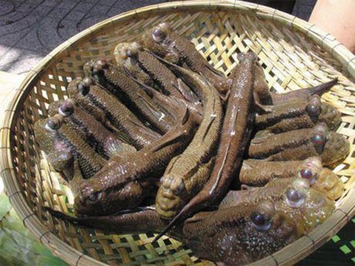 Đi đến những khu rừng gặp mặn ở Năm Căn, Cà Mau, du khách có thể nhìn thấy những chú cá thòi lòi bám trên cây, bơi dưới nước và “chạy bộ” trên mặt đất.
