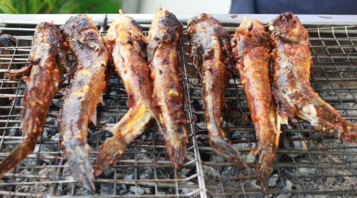 Vì cá thòi lòi có vị thịt ngọt đậm đà nên đem nướng trên bếp than hồng là cách chế biến cá tuyệt vời nhất.