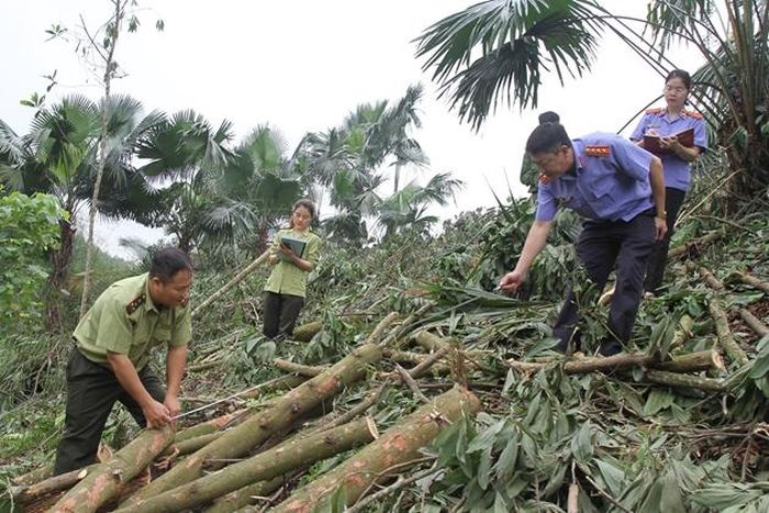 Bảo vệ màu xanh của rừng Ảnh Vũ Phương Hà