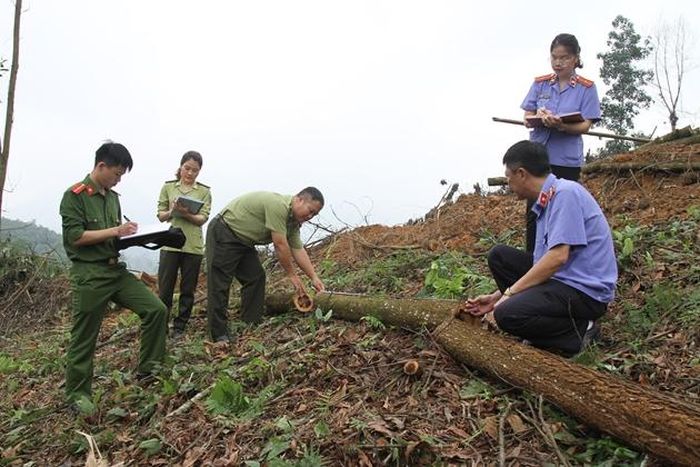 Khám nghiệm hiện trường vụ phá rừng. Ảnh Vũ Phương Hà