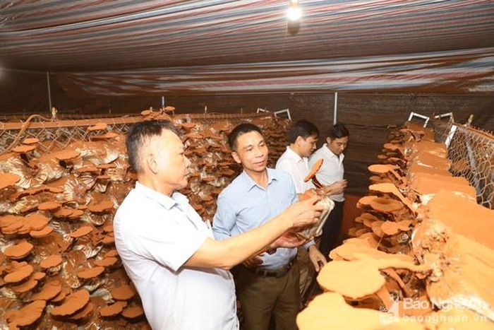 Ông Trần Hữu Sơn - Giám đốc Hợp tác xã nông nghiệp Nghĩa Thuận (TX. Thái Hòa) giới thiệu mô hình trồng nấm linh chi. Ảnh: Nguyên Nguyên