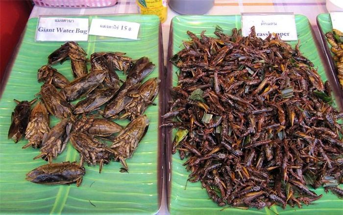 Các món ăn từ côn trùng, sâu nhộng. Cà cuống có giá khoảng 10.000 đồng/con