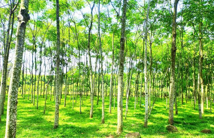 Người dân nơi “cổng trời” Canh Liên (huyện Vân Canh, Bình Định) tự trồng rừng sầu đâu để lấy gỗ xây dựng nhà ở