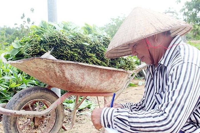 Hằng ngày, chủ vườn tràm hom Bùi Tá Đoan (ngụ KP.4, TT.Vĩnh An) phải đến ghi số bó mà người cắt tràm thuê cắt để chở về nhà
