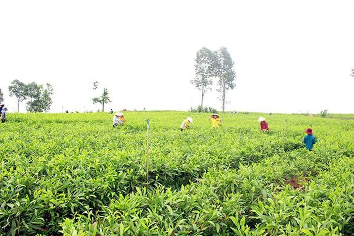 Những vườn tràm ươm xanh tốt ở KP.4, TT.Vĩnh An đã tạo việc làm ổn định cho nhiều lao động nghèo ở địa phương, giúp nhiều gia đình thoát nghèo, lo cho con ăn học