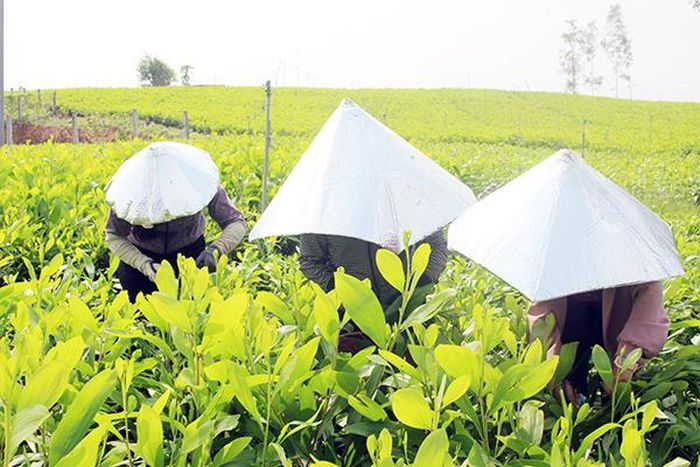 Một trong những vất vả của nghề cắt hom tràm là trực tiếp làm việc dưới nắng, để chống cái nắng gay gắt của những ngày đầu tháng 4-2021, nhiều người tự chế ra chiếc nón che nắng khá ngộ nghĩnh