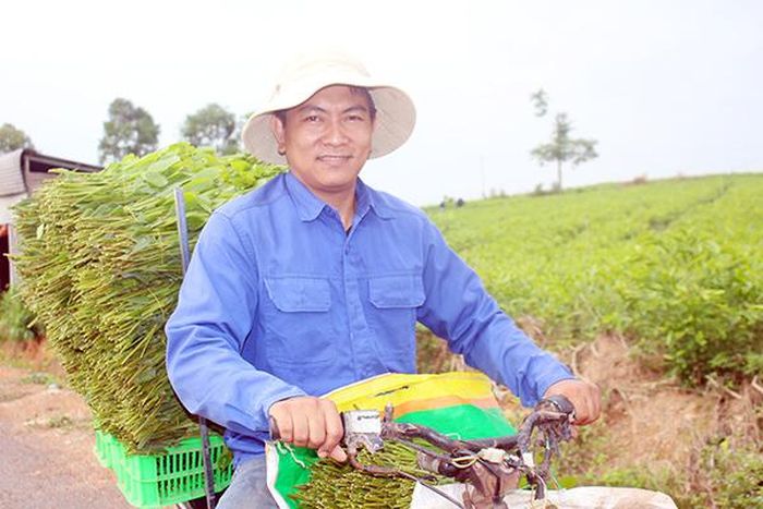 Một chủ vườn tràm hom ở KP.4, TT.Vĩnh An phấn khởi khi thu hoạch lượng hom tràm trong thời điểm được mùa, được giá, khoảng 10 ngàn đồng/bó (100 hom)