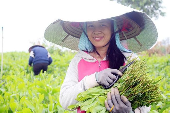 Người cắt hom tràm thuê cũng vui lây khi được trả tiền công cao do hom tràm được giá
